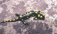 : Salamandra salamandra infraimmaculata; Israelian Fire Salamander