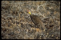 : Francolinus leucoscepus; Yellow-necked Spurfowl