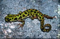 : Triturus pygmaeus; Pygmy Marbled Newt