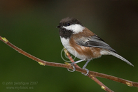 : Poecile rufescens; Chestnut-backed Chickadee