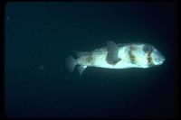 : Diodon hystrix; Spot-fin Porcupinefish