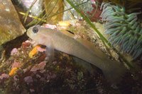 : Rhinogobiops nicholsii; Blackeye goby