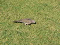 : Streptopelia chinensis; Spotted Turtle-doves