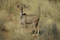 : Tragelaphus strepsiceros strepsiceros; Southern Greater Kudu