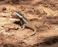 : Amphibolurus gilberti; Gilbert's Dragon