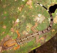 : Gonatodes concinnatus