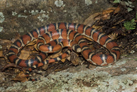 : Lampropeltis pyromelana pyromelana; Arizona Mountain Kingsnake