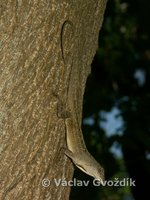 : Norops sagrei