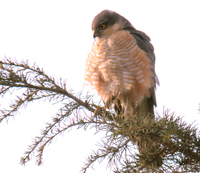 새매 Accipiter nisus | sparrow hawk