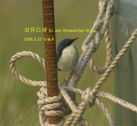 쇠유리새Siberian Blue Robin