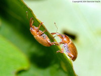 Dorytomus melanophthalmus