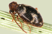 Ptinus rufipes