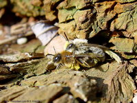 Andrena tibialis