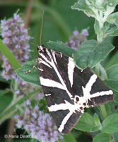 Euplagia quadripunctaria - Jersey Tiger