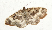 Epirrhoe alternata - Common Carpet