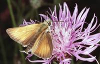 Thymelicus lineola - Essex Skipper