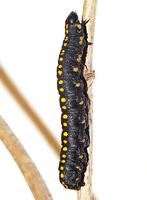 Cucullia lucifuga