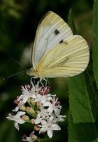 Pieris rapae - Small White