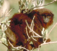 Coppery titi (Callicebus cupreus)