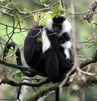 Angolan colobus (Colobus angolensis)