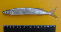 Chriodorus atherinoides, Hardhead halfbeak: