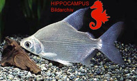 Citharidium ansorgii, :