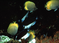 Chaetodon guentheri, Crochet butterflyfish: aquarium