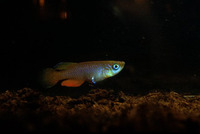 Nothobranchius janpapi, : aquarium