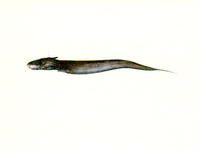 Euristhmus nudiceps, Naked-headed catfish: