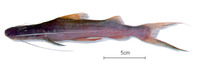 Brachyplatystoma platynemum, Slobbering catfish: fisheries, aquarium