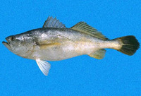 Cynoscion praedatorius, Boccone weakfish: fisheries