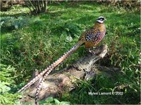 Reeves's Pheasant Syrmaticus reevesii