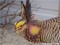 Greater Prairie Chicken Tympanuchus cupido pinnatus