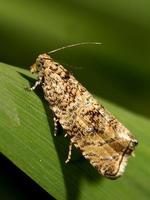 Celypha lacunana