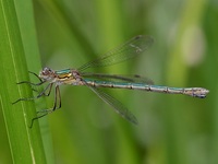 Lestes dryas - Scarce Emerald Damselfly