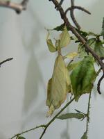 Phyllium celebicum