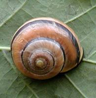 Cepaea nemoralis - Brown Lipped Snail