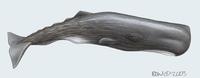 Image of: Physeter catodon (sperm whale)