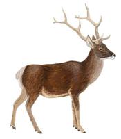 Image of: Przewalskium albirostris (white-lipped deer)