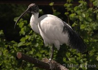 Threskiornis aethiopicus bernieri - Blue-eyed Ibis