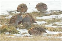 Perdix perdix - Grey Partridge