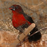 Spermophaga haematina - Western Bluebill