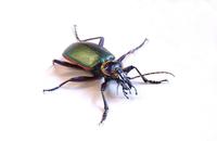Image of: Calosoma scrutator