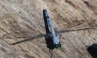 Image of: Erythemis simplicicollis