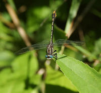 Image of: Gomphus graslinellus