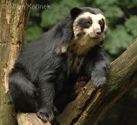 Tremarctos ornatus - Spectacled Bear