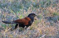 Image of: Centropus sinensis (greater coucal)