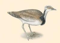 Image of: Chlamydotis undulata (Houbara bustard)