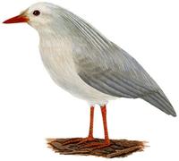 Image of: Rhynochetos jubatus (kagu)