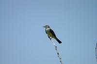 Image of: Tyrannus verticalis (western kingbird)